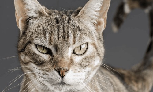 月经期可以吃猪脚姜吗-姨妈期间能吃猪脚姜吗专区_姨妈期能吃猪脚姜吗专区_来月经期间可不可以吃猪脚姜网